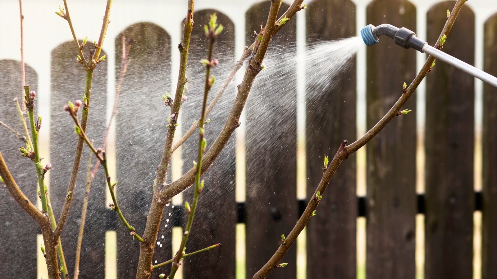 Spraying a young peach tree with tiny green buds emerging, early spring.