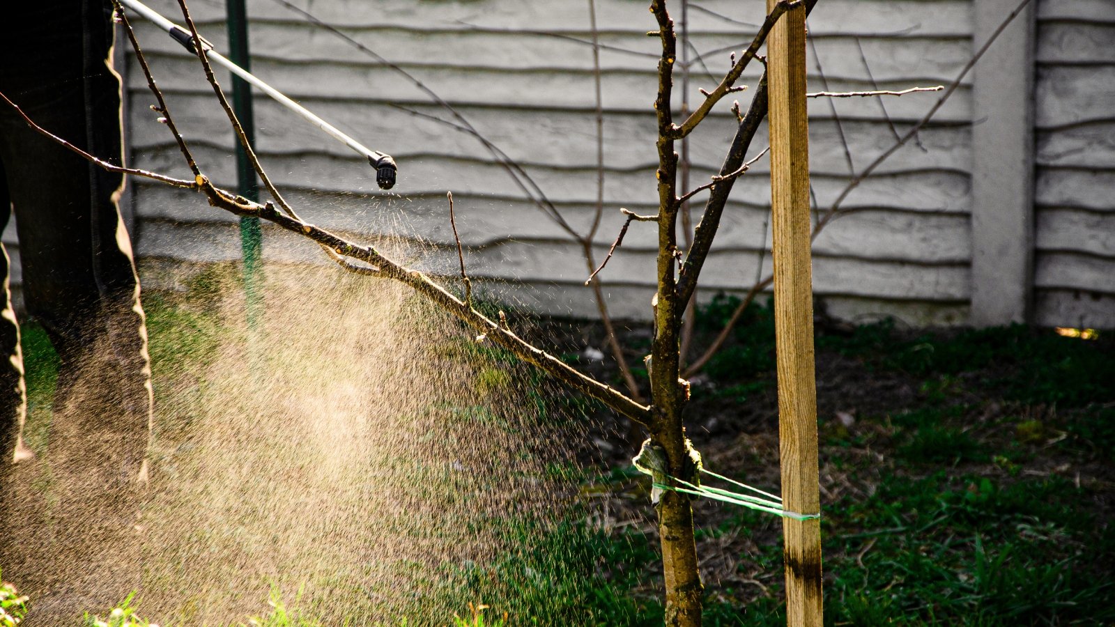 A gardener sprays a fruit tree with bare branches in a spring garden.