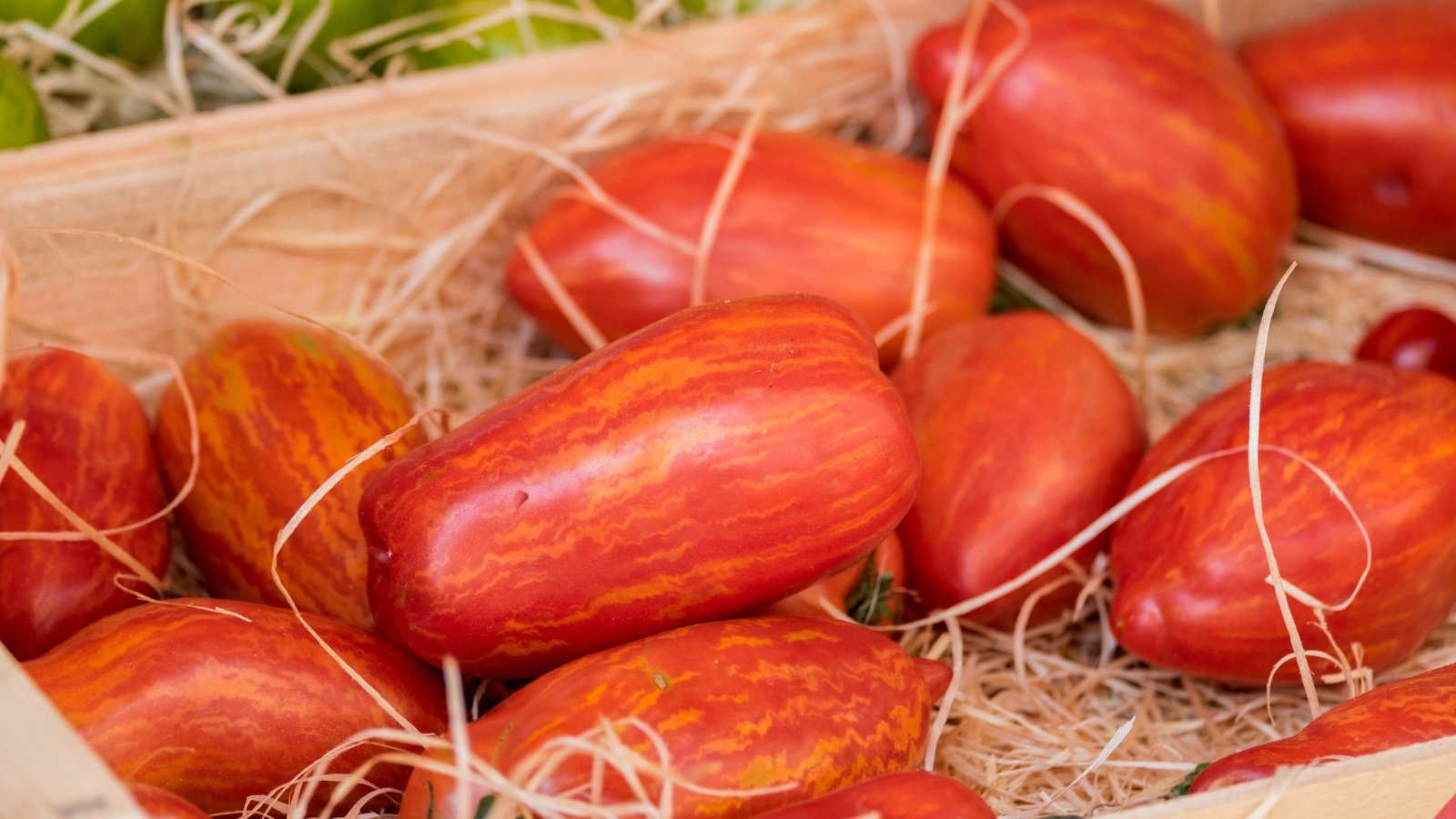 Freshly harvested, smooth, red and yellow striped oval tomatoes resting on soft sawdust inside a wooden crate.