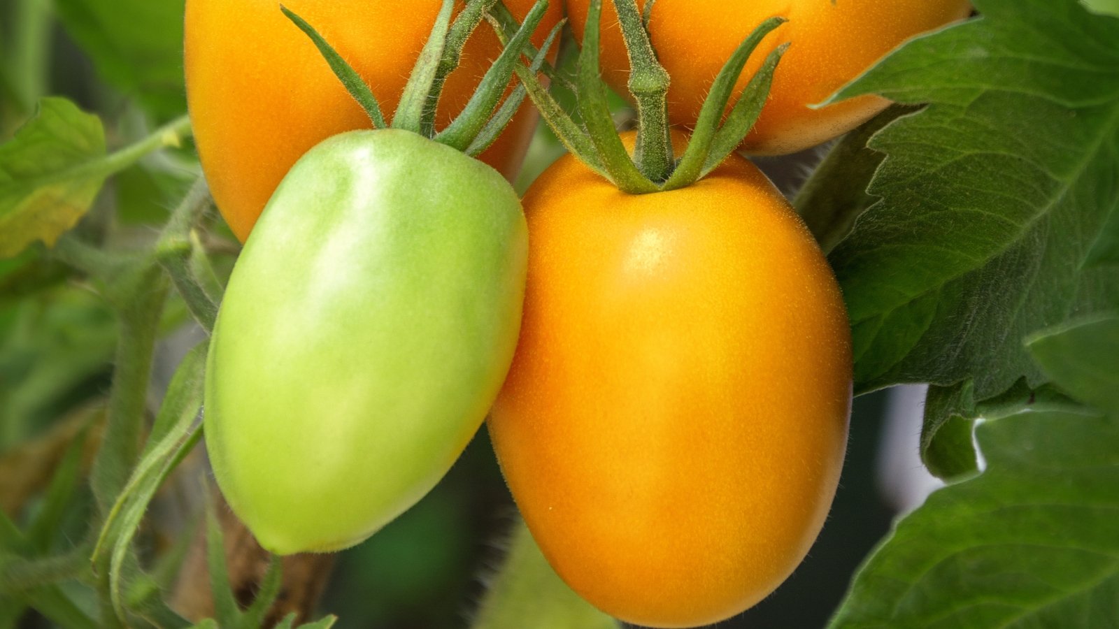 One ripe yellow and one green tomato, both smooth and firm, hanging side by side on a leafy vine with slightly curled, deep green leaves.