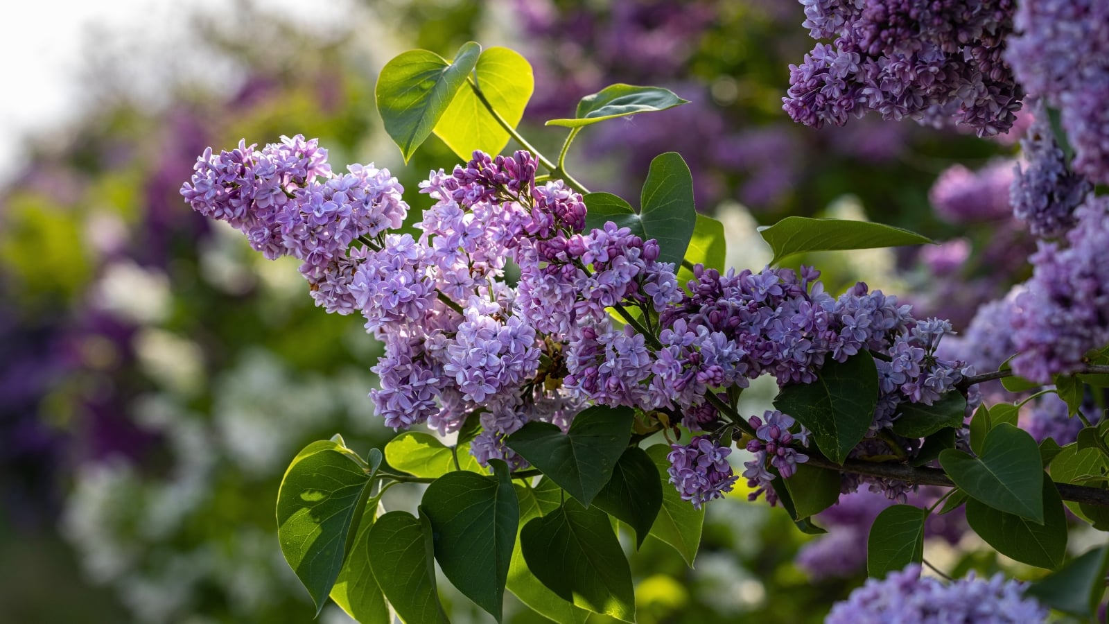 Dense clusters of small, fragrant lilac and purple flowers bloom among heart-shaped green leaves.