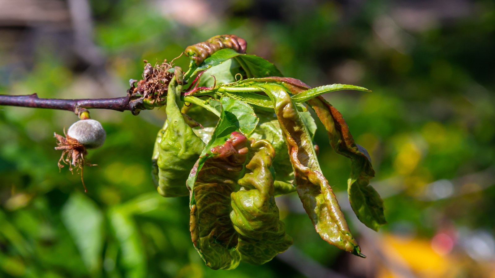 Close-up of a cluster of green to reddish peach leaves curled and wrinkled due to Taphrina deformans disease.