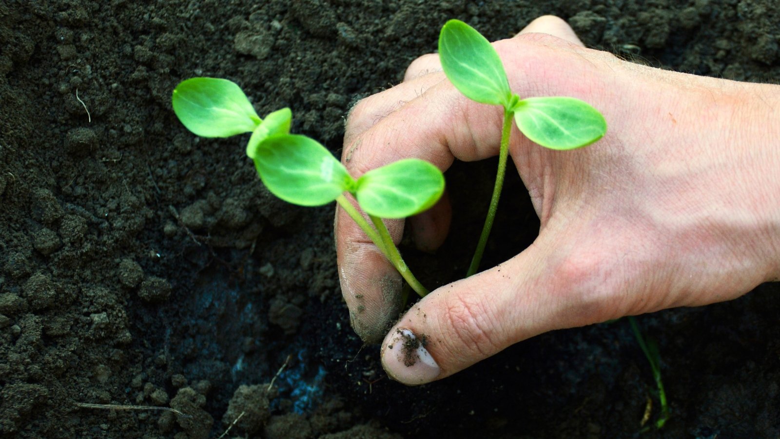 A close-up of a man's hand thinning young seedlings with thin stems and small oval green cotyledons in loose black soil.