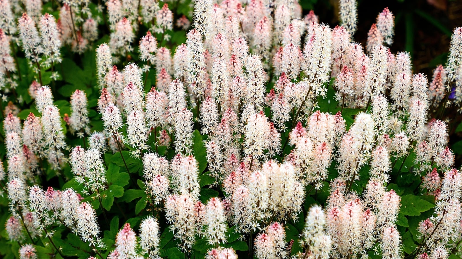 A multitude of slender, upright spikes covered in tiny, star-like white flowers with pink and yellow accents, emerge from a base of deeply lobed green leaves.