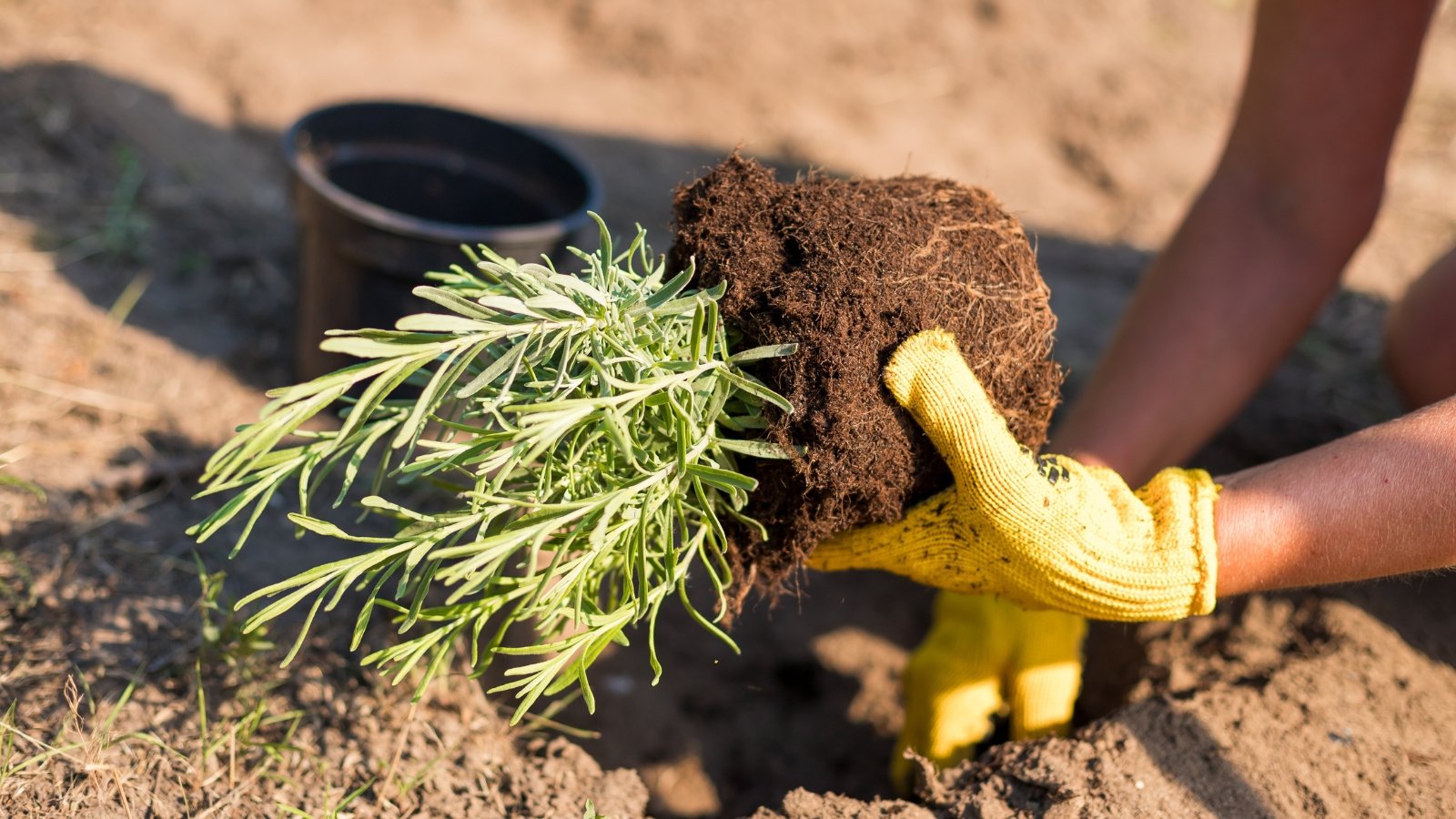 A female gardener in yellow gloves holds a lavender seedling with a root ball and a small bush of vertical stems covered in thin silvery-green leaves.