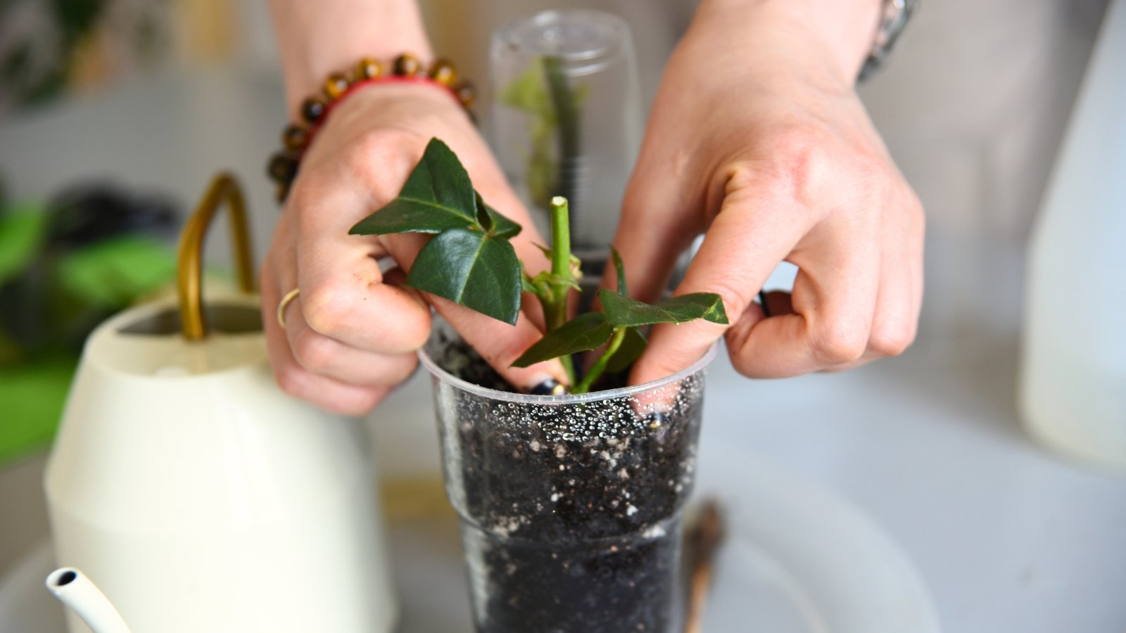 Close up of female hands planting young rose seedling with halved green leaves and strong short stem into moist soil in plastic cup, indoors.