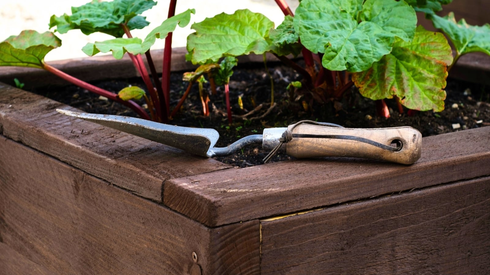 Close-up of a garden trowel lying on a wooden raised bed with growing clusters of long, fleshy red stalks supporting oversized, ruffled green leaves with prominent veins.