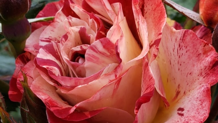 13 Showstopping Striped Roses For Your Summer Garden