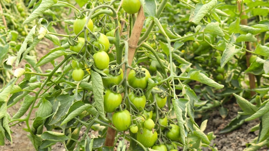 September Tomato Problems: Solutions for Late Blight and Cracking