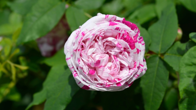 13 Showstopping Striped Roses For Your Summer Garden