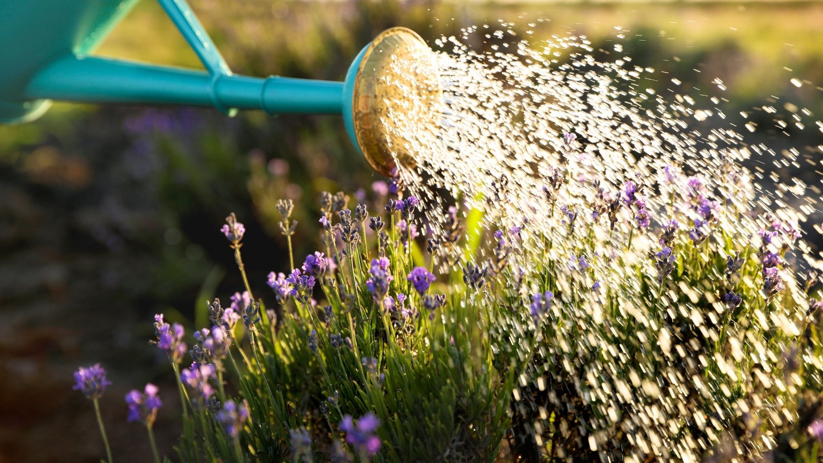 Close-up of watering a flowering lavender bush from a blue watering can in a sunny garden.