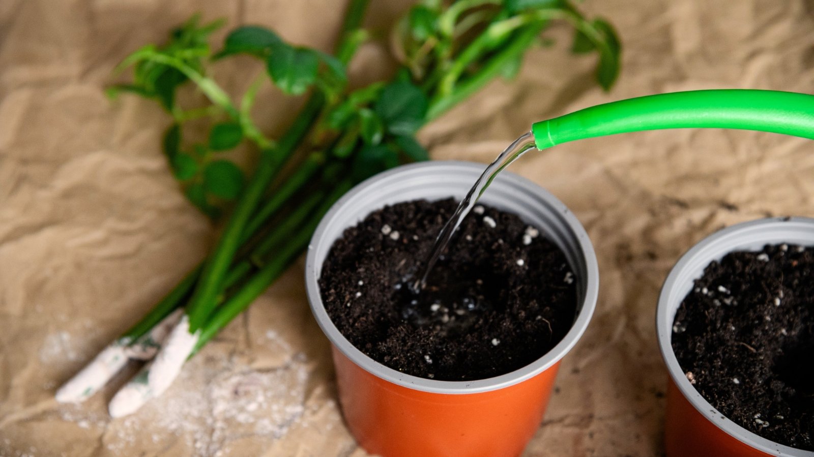 Watering from a watering can of black soil in a plastic brown pot for planting cuttings lying on the table with the tips covered with rooting hormone.