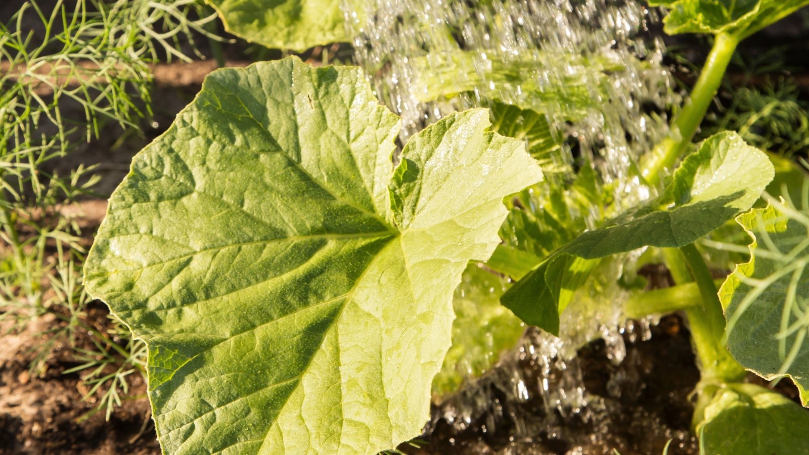 Close-up of a plant with large, serrated green leaves and slightly hairy, thick vines, watering with streams in a garden.