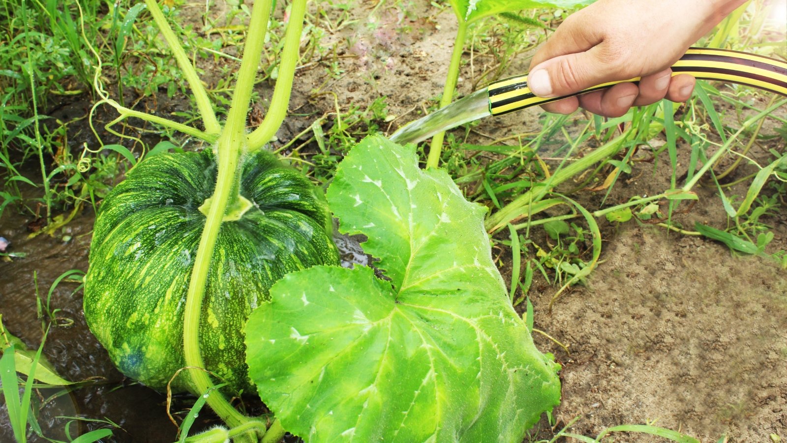 A male gardener with a yellow and black striped hose waters a ripening pumpkin plant with a large, green fruit growing on thick vines among broad green foliage in a garden bed.