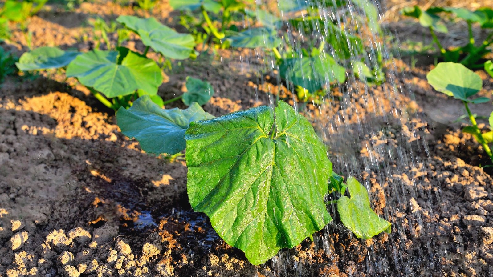 Watering young pumpkin plants with thick, hairy green stems and large, broad, deeply lobed leaves covered in fine fuzz from a watering can.