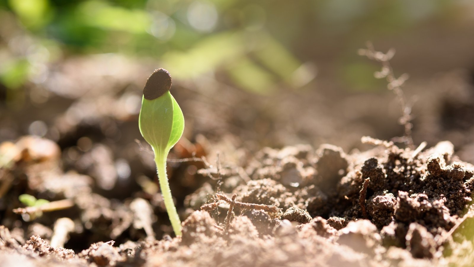 A close-up of a small watermelon sprout featuring a thin upright stem and a pair of smooth oval cotyledons held together by a dark brown seed coat, surrounded by loose soil and sunlight.