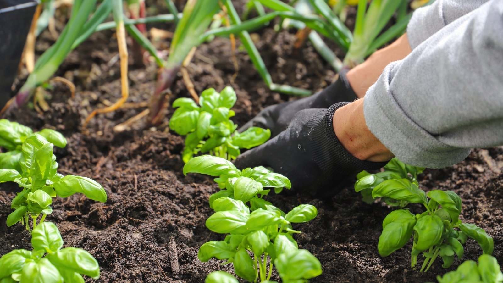A woman in black gloves plants young seedlings with short stems supporting small, glossy leaves arranged in tight pairs in rows on a garden bed.