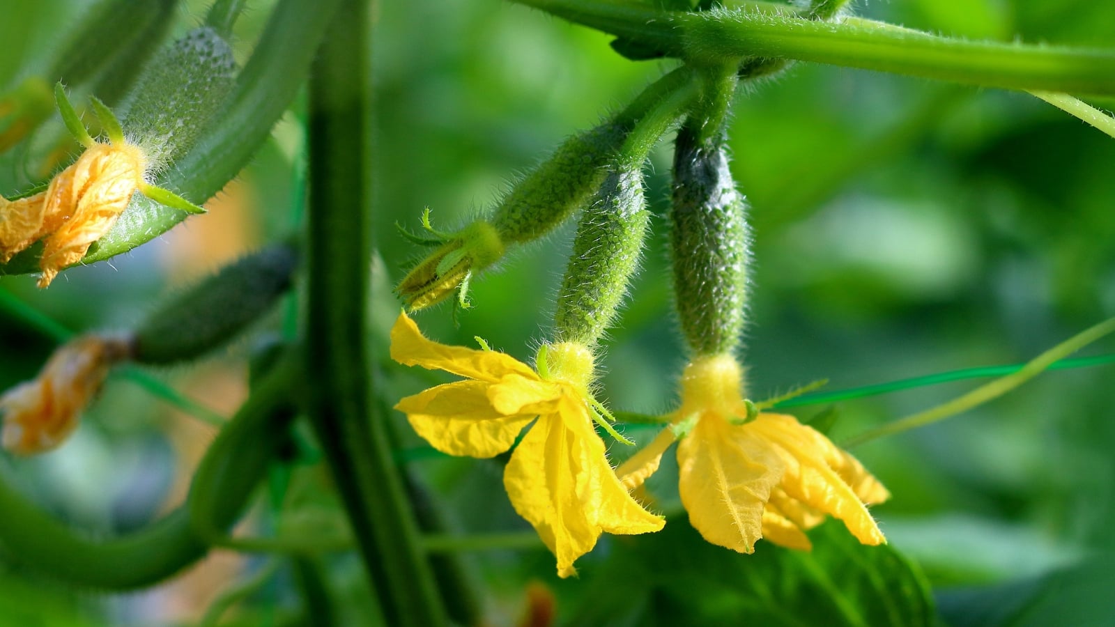 Small, green cucumber fruits begin to develop with bright yellow flowers still attached, nestled among broad green leaves and curling vines.
