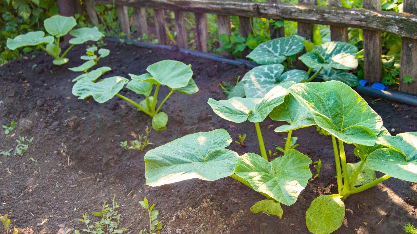 Young pumpkin plants with broad, lobed green leaves and sturdy hairy stems growing evenly in moist soil rows.