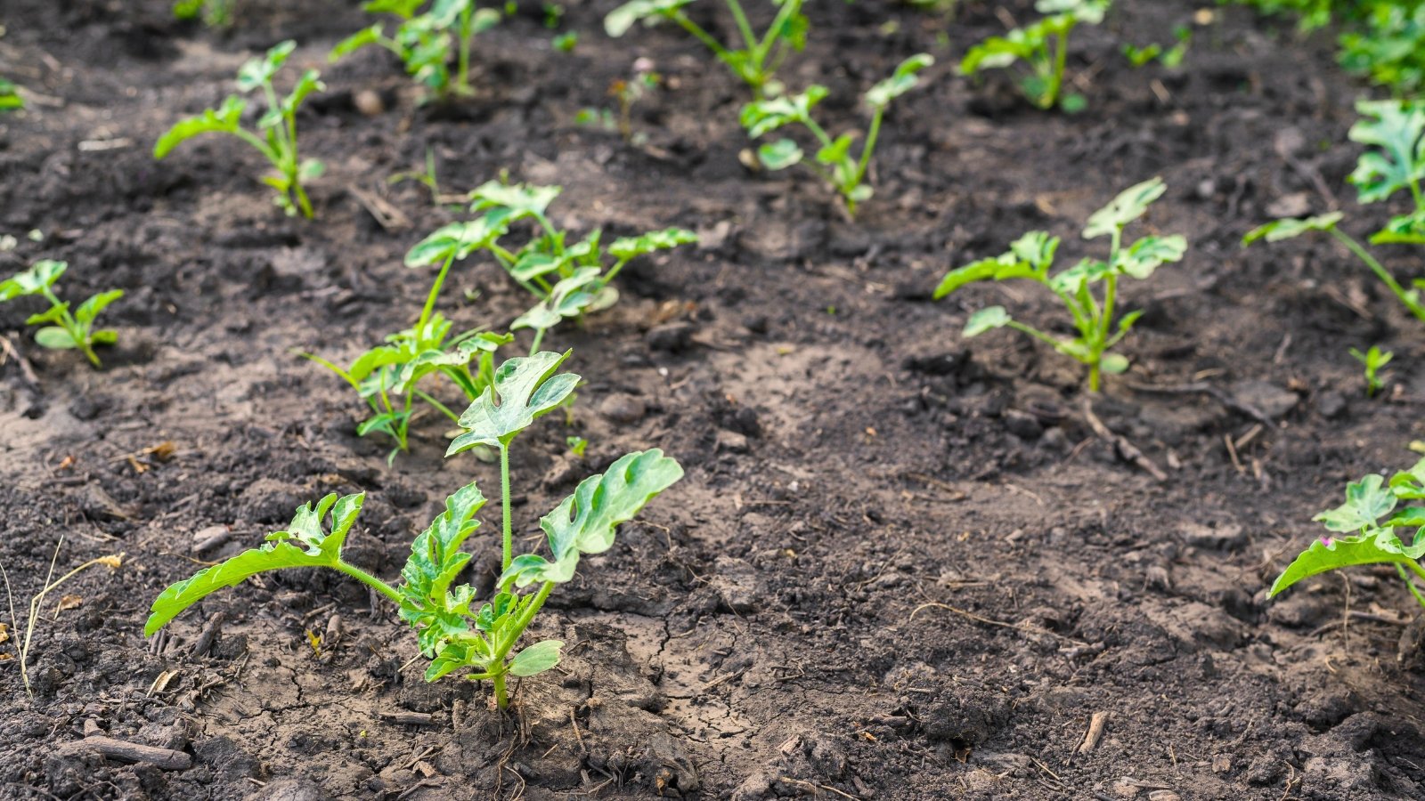 Young watermelon plants with sprawling vines and lobed green leaves grow low across a garden bed.