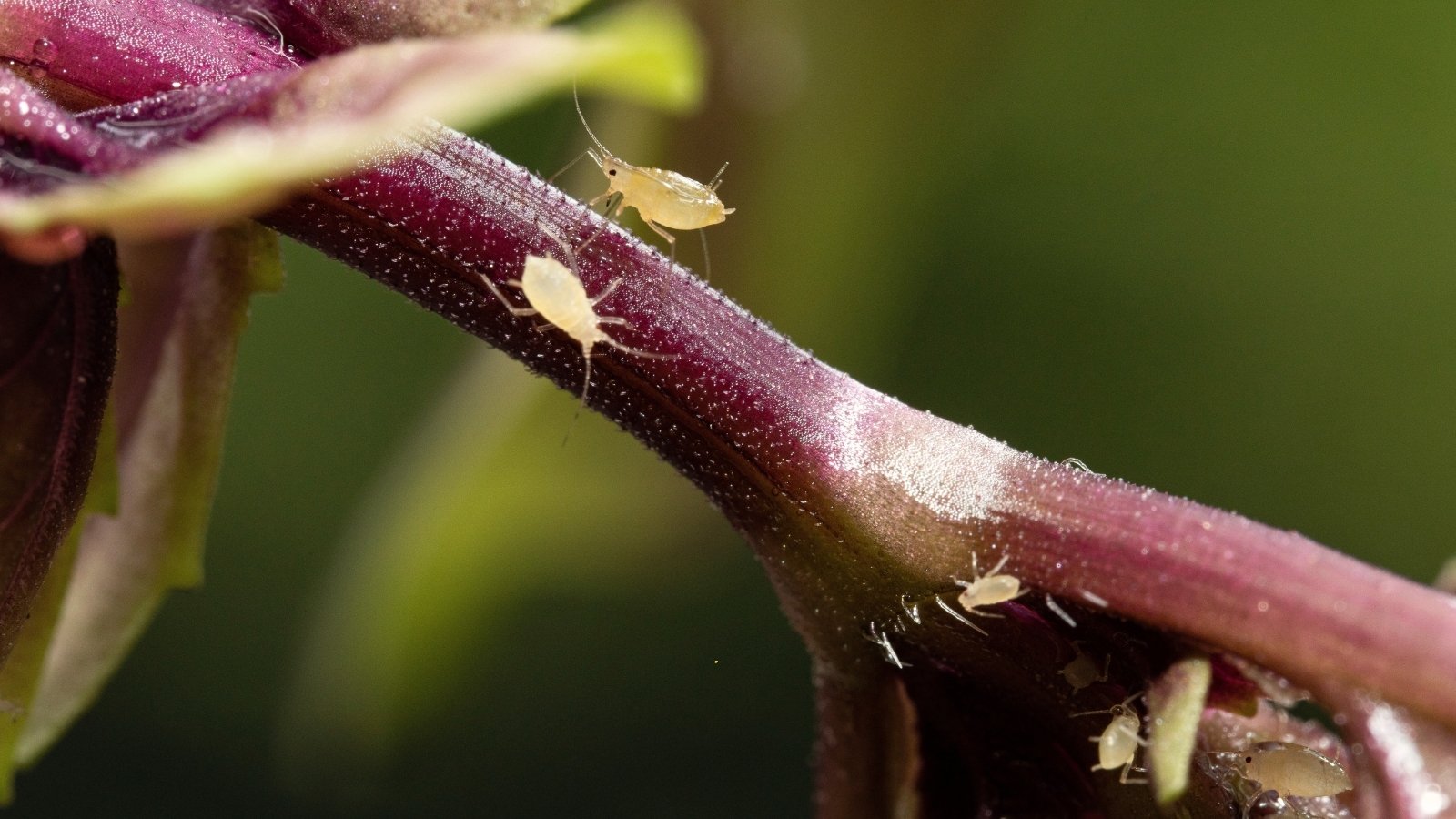Close-up of tiny pale green soft-bodied aphids crawling along a purple stem against a blurred green background.