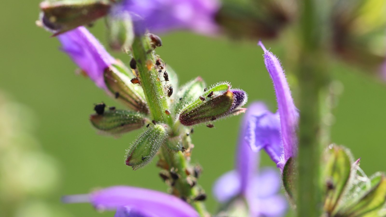 Close-up of tiny black aphids on a thin lavender stem among purple flowers.