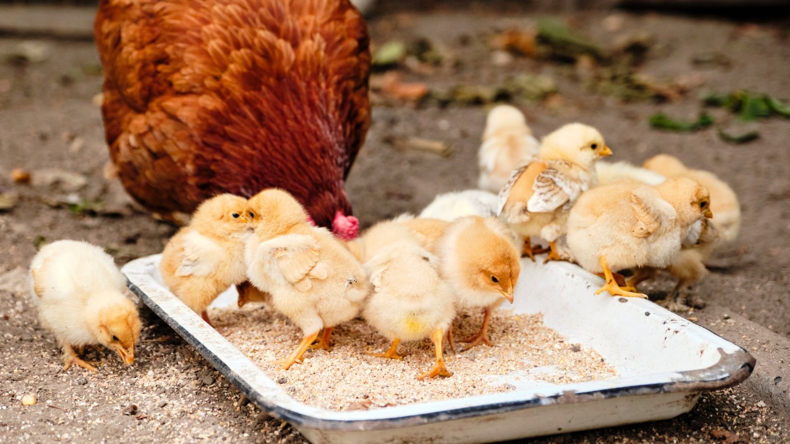 A large brown hen and small chicks feed on grain in a white shallow dish in the backyard.