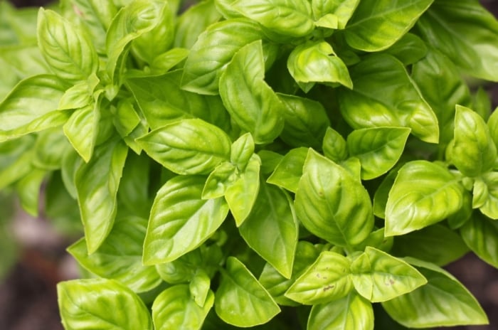 Basil mistakes. Bright green, glossy leaves with smooth edges grow in pairs along square, upright stems, top view.