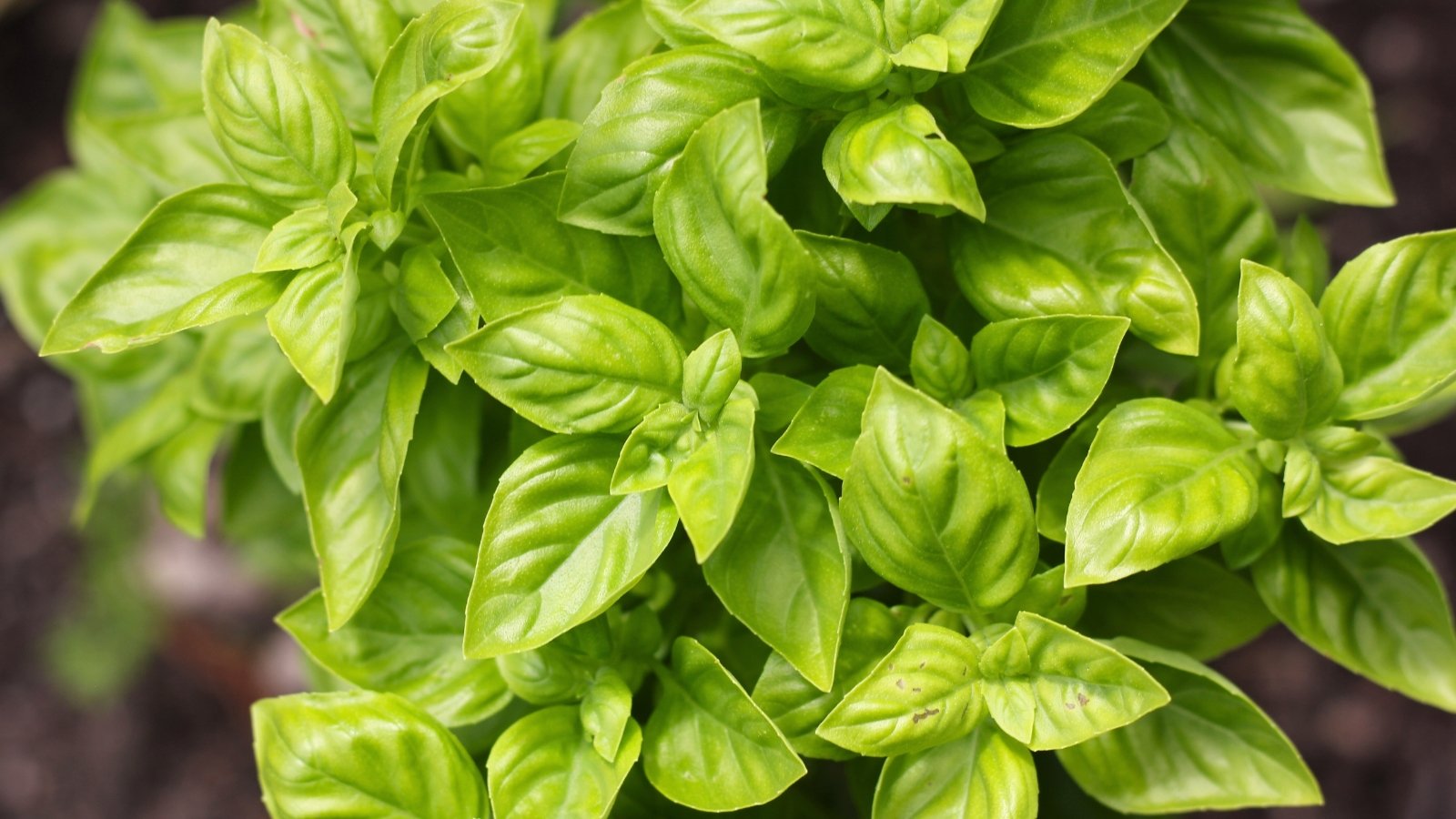 Basil mistakes. Bright green, glossy leaves with smooth edges grow in pairs along square, upright stems, top view.