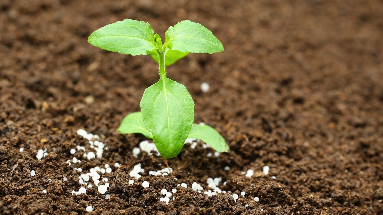 Close-up of a young seedling with oval, slightly jagged leaves growing in loose soil sprinkled with white, granular fertilizer.
