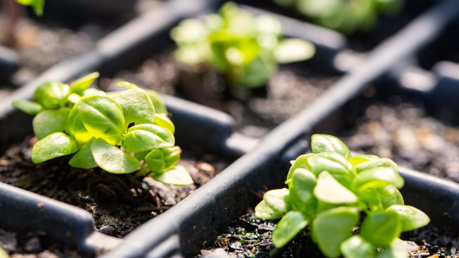 Close-up of young sprouting plants in a starter tray, characterized by tiny, oval-shaped, smooth, bright green leaves illuminated by sunlight.
