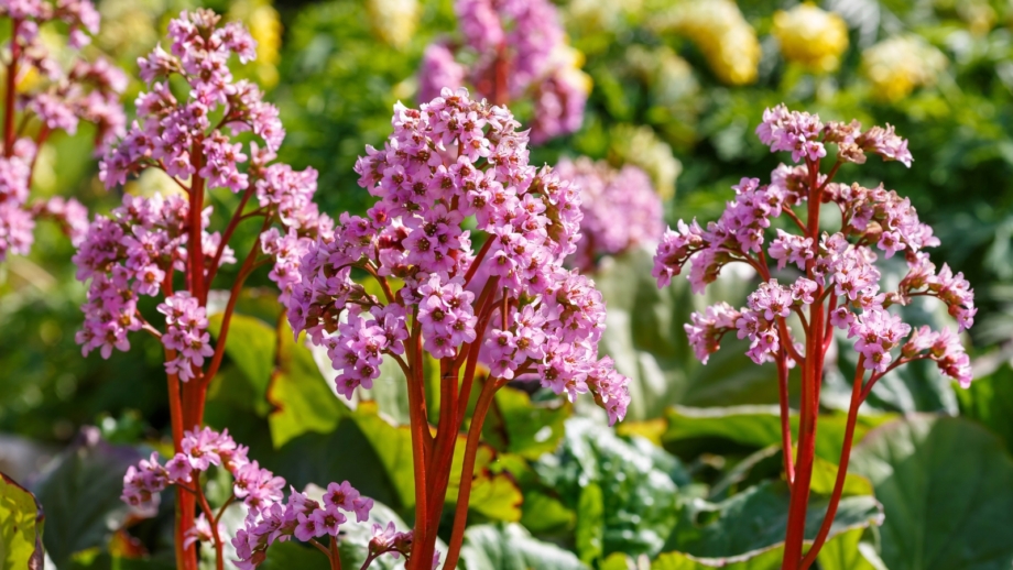 How to Plant, Grow, and Care for Bergenia
