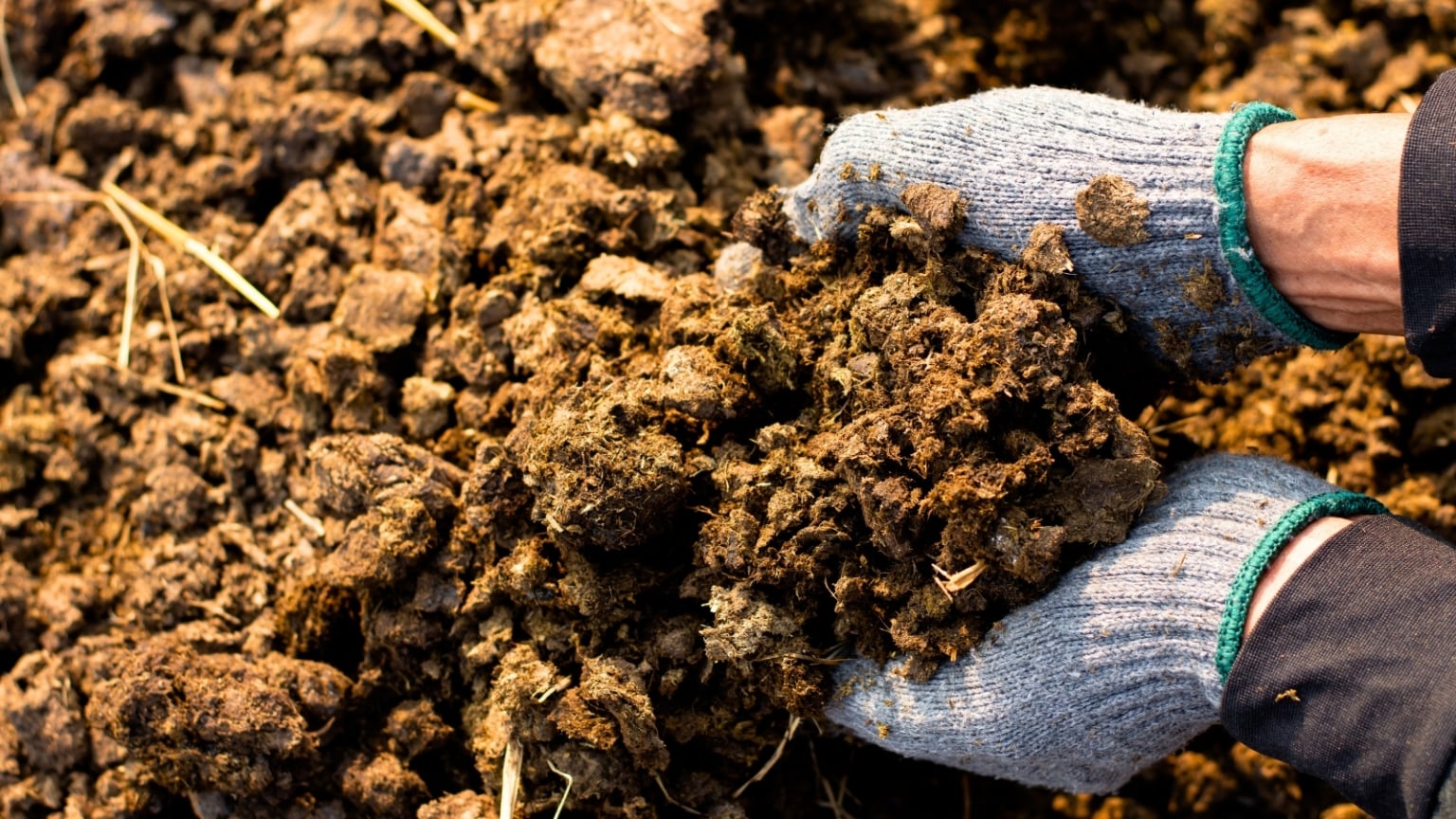 What Type of Manure is Best for the Garden?