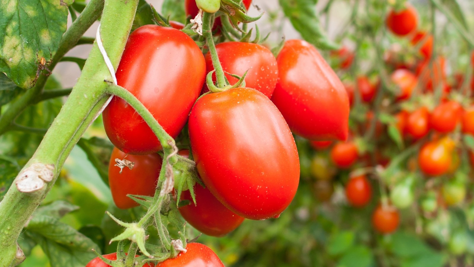 Close-up of ripe Roma tomato varieties, showing oval, slightly pear-shaped, tapered-tipped, bright red fruits hanging in clusters from sturdy stems amidst green, serrated foliage, in a garden.