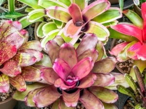 In the garden, there are various types of potted bromeliad plants, with curved, strap-like leaves with a glossy surface of green and pinkish shades, forming in the centers of rosettes tanks filled with water, one of the tips for caring for an after-blooming plant.