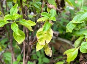 Drooping leaves on the Basil plant are discolored with yellow patches and browning edges.