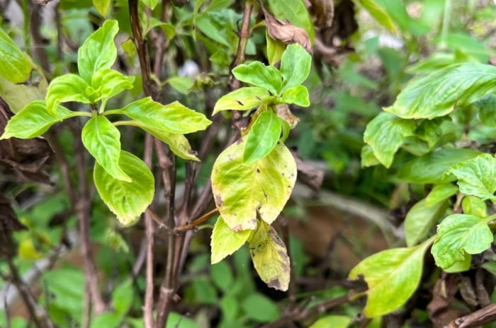 Drooping leaves on the Basil plant are discolored with yellow patches and browning edges.