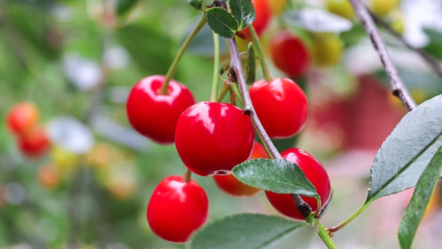 9 Best Cherry Varieties For Pie