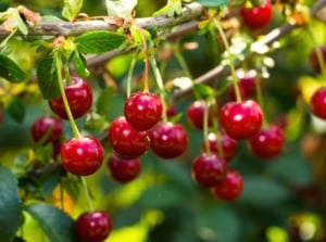 Close-up of ripe, bright red, small, round shaped cherry varieties for pie hanging from a tree branch.