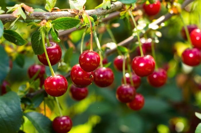 Close-up of ripe, bright red, small, round shaped cherry varieties for pie hanging from a tree branch.