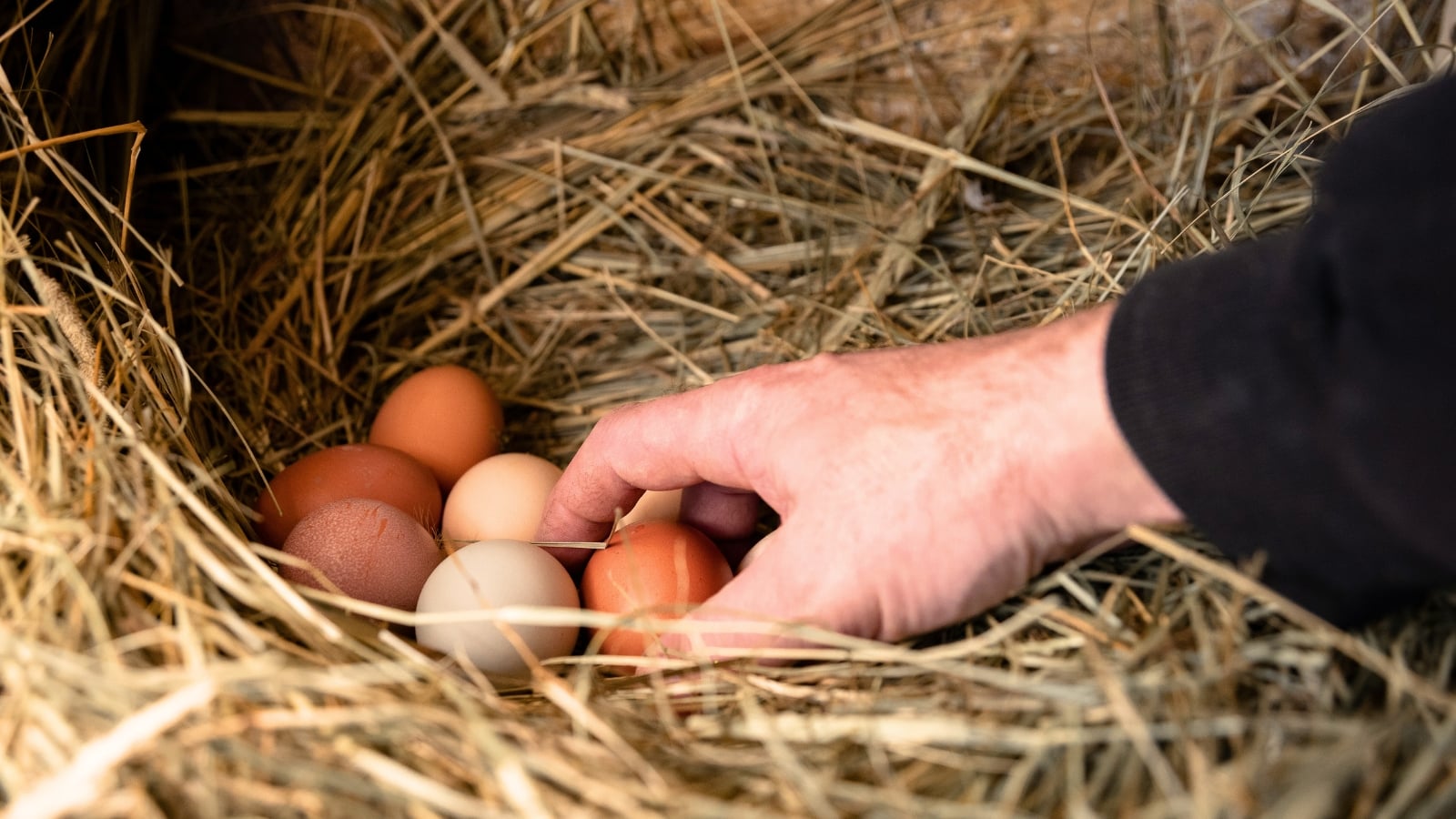 A man's hand collects chicken eggs from a straw nest in a hen house.