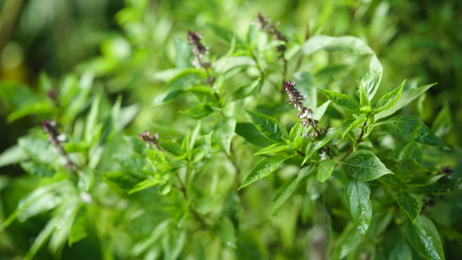Glossy, narrow leaves taper to a point and grow on upright purple stems with flower clusters.
