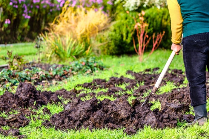 A female gardener in rubber boots spreads compost over a green lawn using a large old garden fork.
