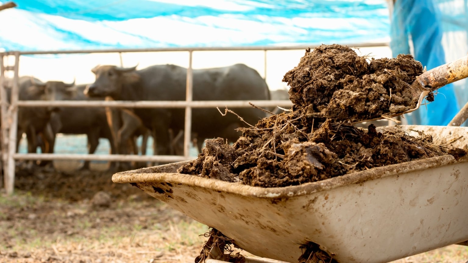 What Type of Manure is Best for the Garden?