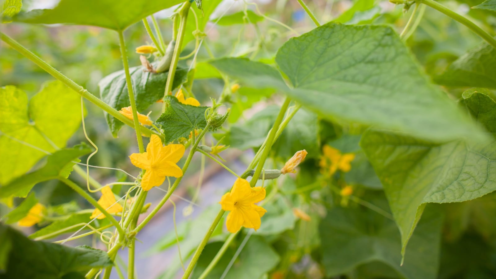 Bright yellow star-shaped flowers bloom along sprawling green vines with curling tendrils and broad, rough-textured leaves.
