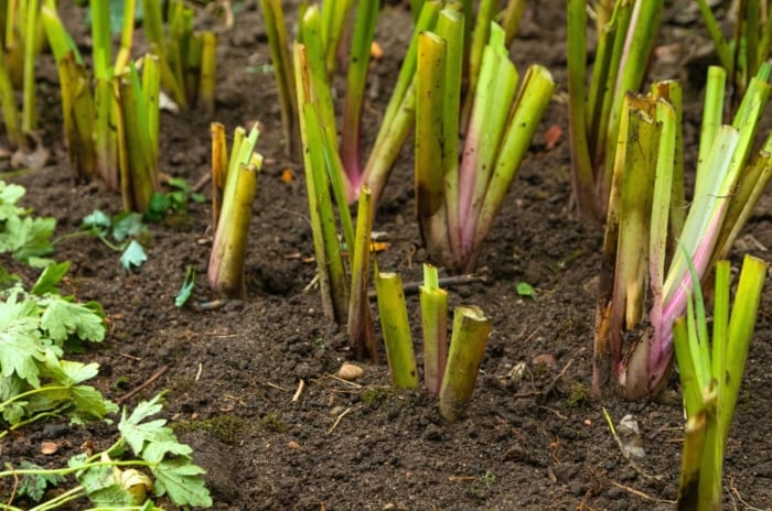 Cut back irises on the garden bed show short, trimmed green stubs emerging from the soil.