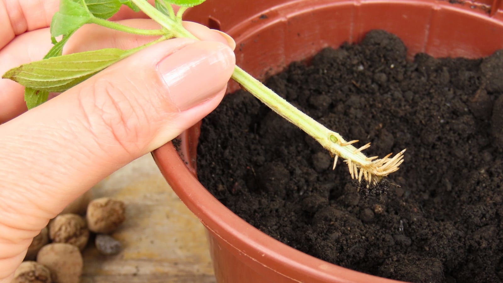 A woman's hand displays a small basil cutting with thin white roots above fresh black soil in a brown pot.