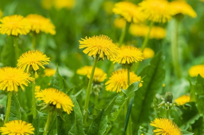Dandelion myths. Clusters of bright yellow dandelions bloom on short stems above jagged green leaves in a sunny patch of grass.