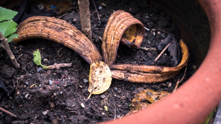 Thumbnail for Effects Of Old Banana Peels On Garden