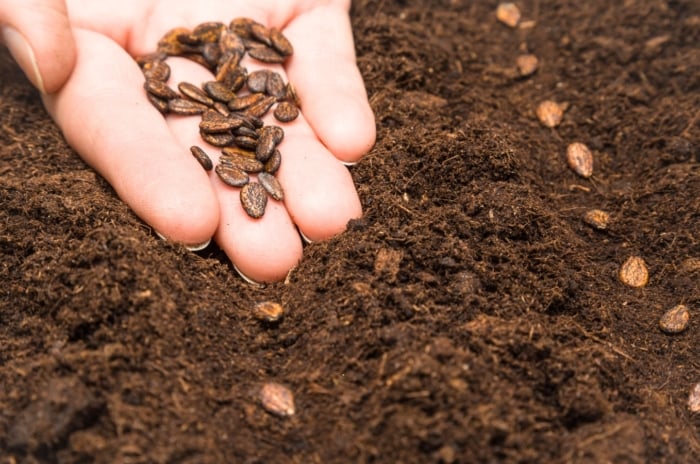 A woman's hand directly sows watermelon seeds - small, teardrop-shaped, dark brown in color - into loose, dark brown soil in the garden.